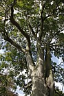 Ailanthus altissima Tree of heaven