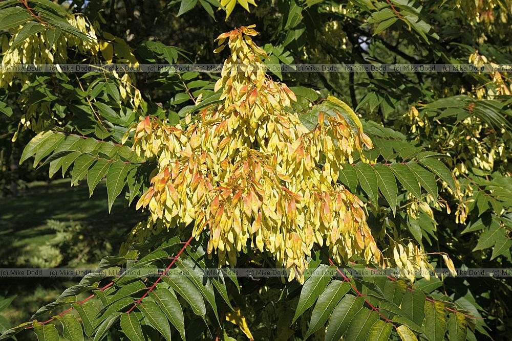 Ailanthus altissima Tree of Heaven