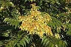 Ailanthus altissima Tree of Heaven