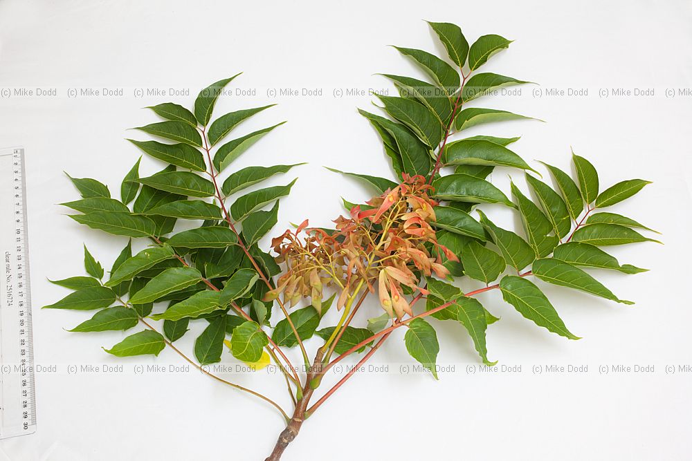 Ailanthus altissima Tree of Heaven