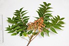 Ailanthus altissima Tree of Heaven