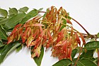 Ailanthus altissima Tree of Heaven