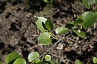Alnus cordata Italian alder