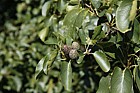 Alnus cordata Italian Alder