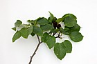 Alnus cordata Italian Alder