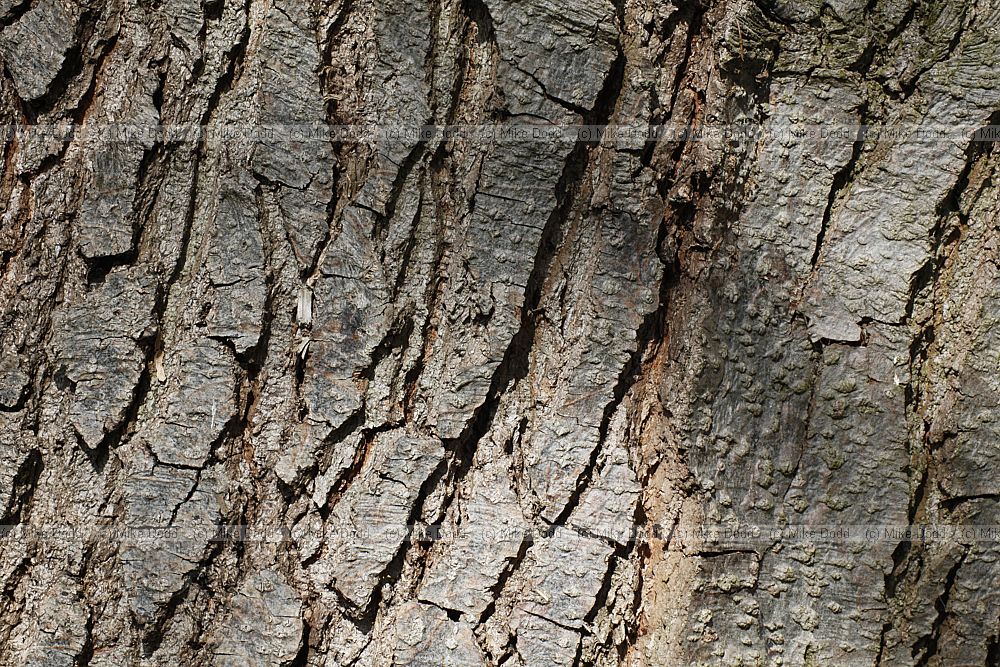 Alnus cordata Italian Alder
