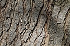 Alnus cordata Italian Alder