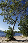 Alnus glutinosa Alder
