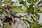 Alnus glutinosa Alder