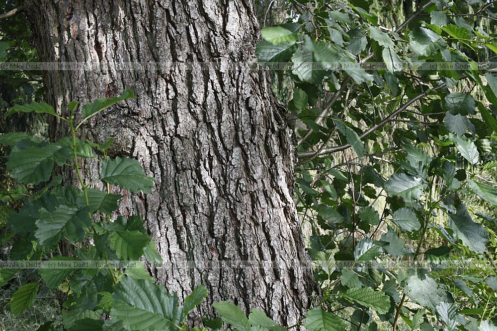 Alnus glutinosa Common Alder