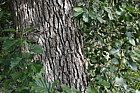 Alnus glutinosa Common Alder