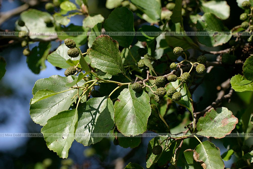 Alnus glutinosa Alder