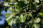 Alnus glutinosa Alder