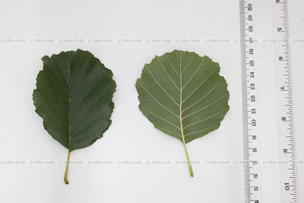 Alnus glutinosa Common Alder