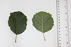 Alnus glutinosa Common Alder