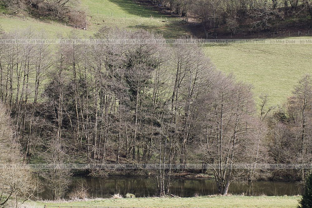 Alnus glutinosa Common Alder