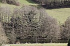 Alnus glutinosa Common Alder