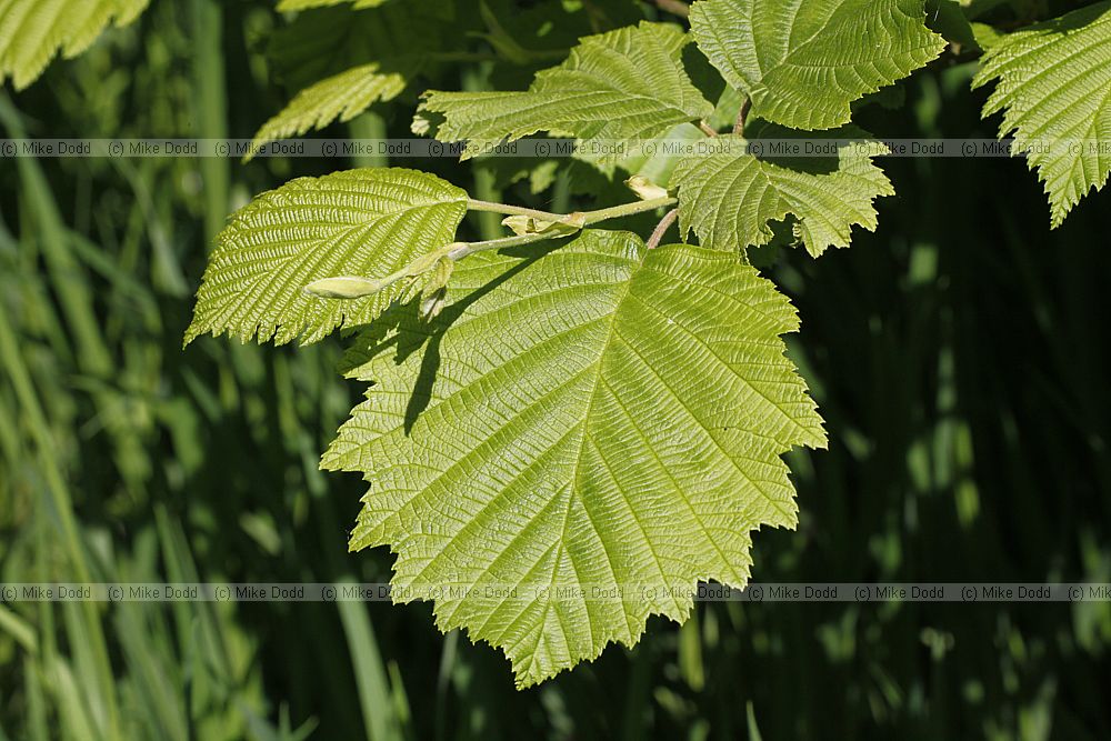 Alnus hirsuta Manchurian alder