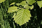Alnus hirsuta Manchurian alder
