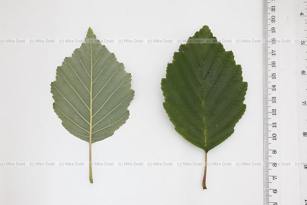 Alnus incana Grey Alder
