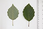 Alnus incana Grey Alder