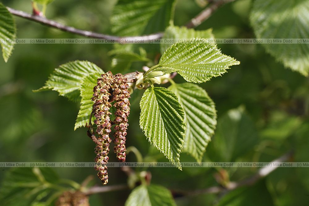 Alnus maximowiczii