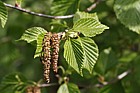 Alnus maximowiczii