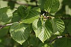 Alnus maximowiczii