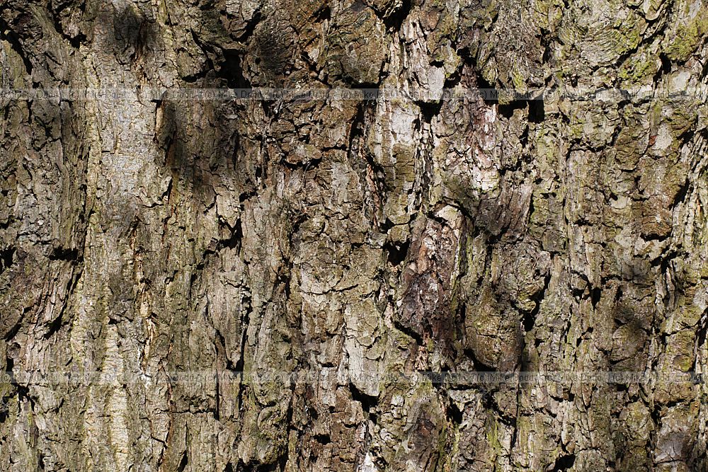 Alnus subcordata