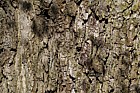 Alnus subcordata