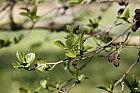 Alnus subcordata