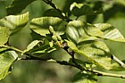 Alnus viridis subsp. fruticosa Green alder