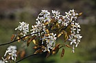 Amelanchier canadensis Canadian serviceberry