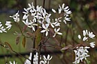 Amelanchier lamarckii Snowy mespilus