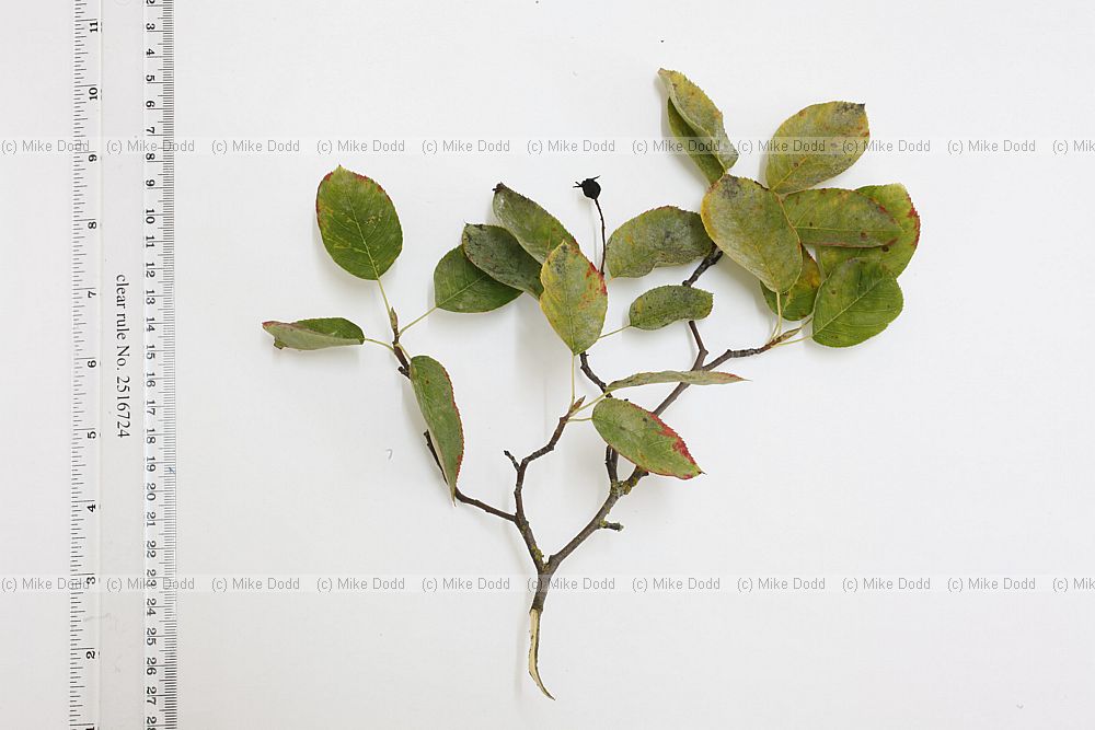 Amelanchier lamarkii Snowy Mespil