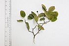 Amelanchier lamarkii Snowy Mespil