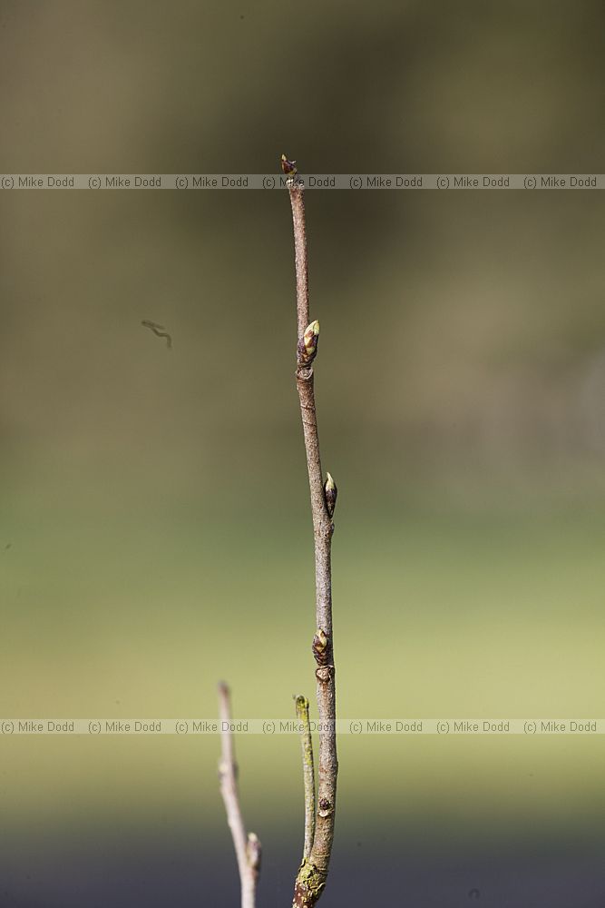 Aphananthe aspera