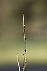 Aphananthe aspera