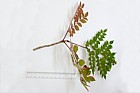 Aralia elata Japanese Angelica Tree