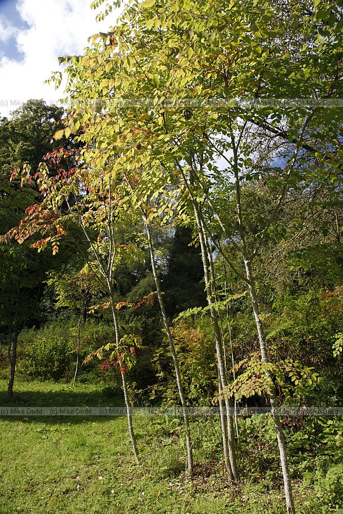 Aralia spinosa Devil's Walkingstick or Hercules' club