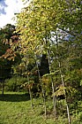 Aralia spinosa Devil's Walkingstick or Hercules' club