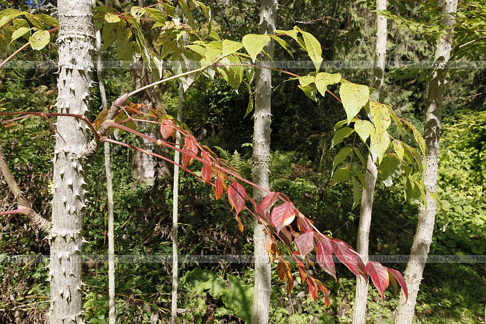 Aralia spinosa Devil's Walkingstick or Hercules' club