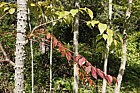 Aralia spinosa Devil's Walkingstick or Hercules' club