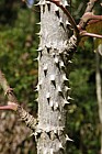 Aralia spinosa Devil's Walkingstick or Hercules' club
