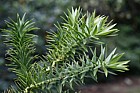 Araucaria angustifolia Parana Pine