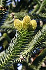 Araucaria araucana Monkey Puzzle