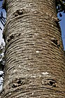 Araucaria araucana Monkey puzzle