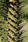 Araucaria araucana Monkey Puzzle