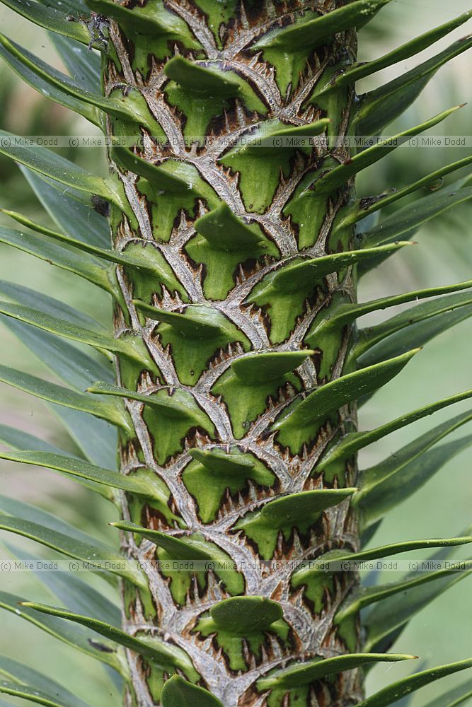 Araucaria araucana Monkey Puzzle
