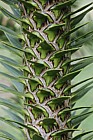 Araucaria araucana Monkey Puzzle